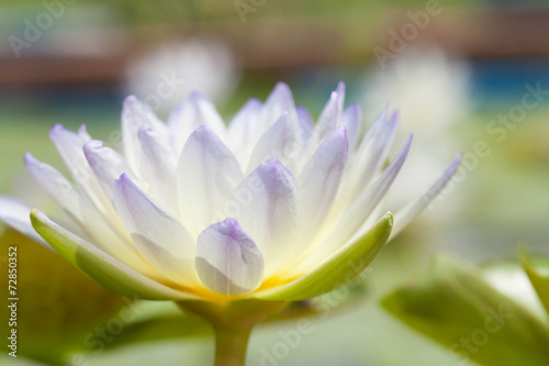 Purple lotus flower