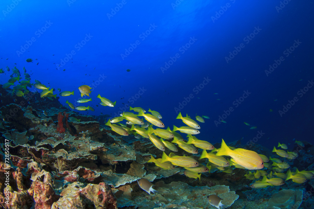 Coral and Fish underwater