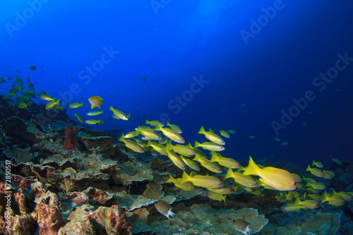 Fototapeta Naklejka Na Ścianę i Meble -  Coral and Fish underwater