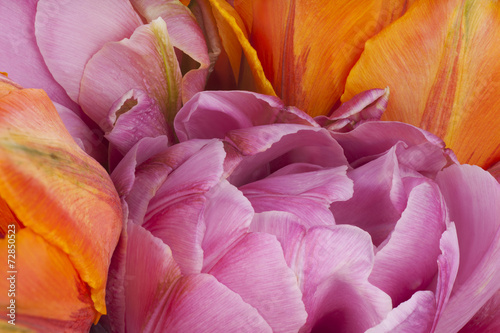 Fototapeta Naklejka Na Ścianę i Meble -  tulip