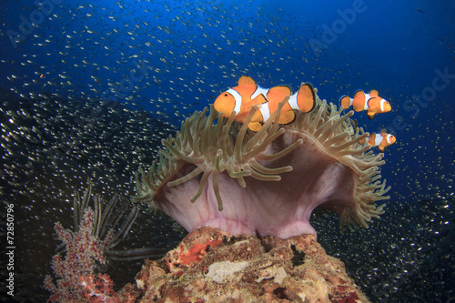 Canvas Print Clownfish (Nemo fish) and anemone