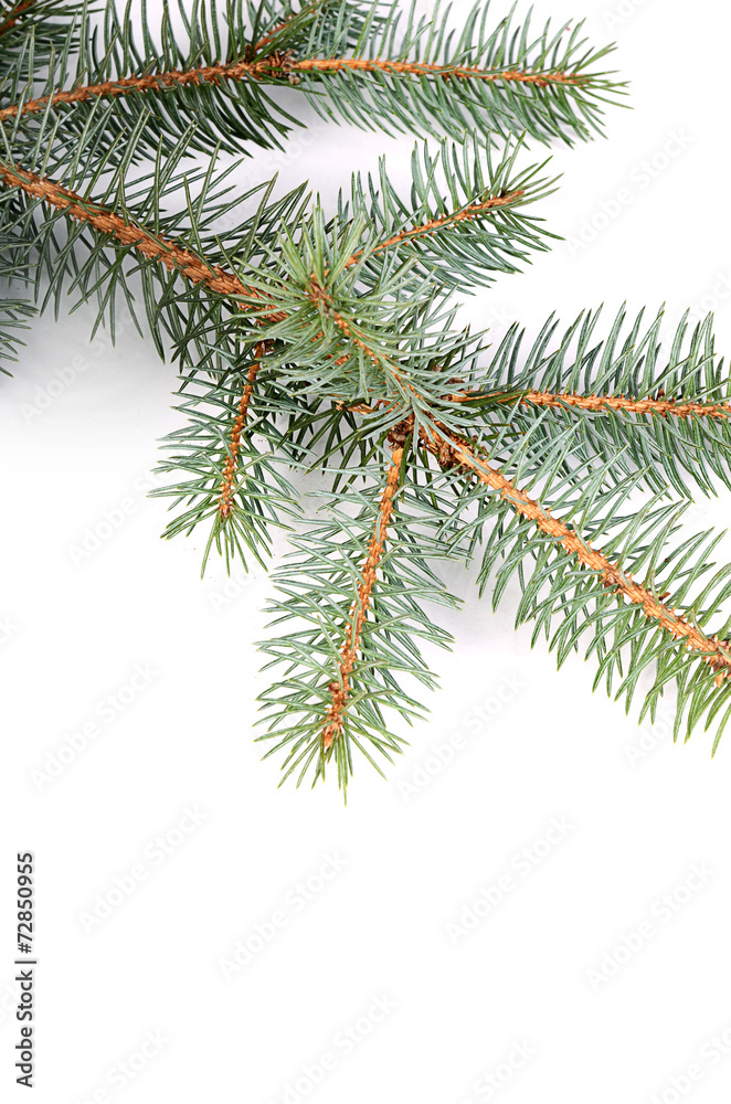 The christmas tree isolated on white