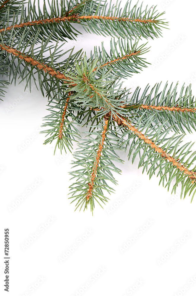 The christmas tree isolated on white The christmas tree isolated on white