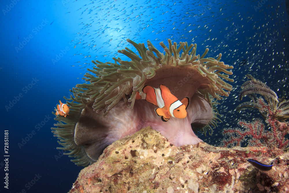 Obraz premium Clownfish (Nemo fish) and anemone