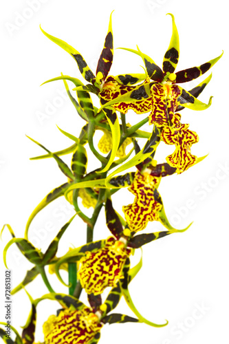 Fototapeta Naklejka Na Ścianę i Meble -  tige d'orchidée arachnis tiger sur fond blanc