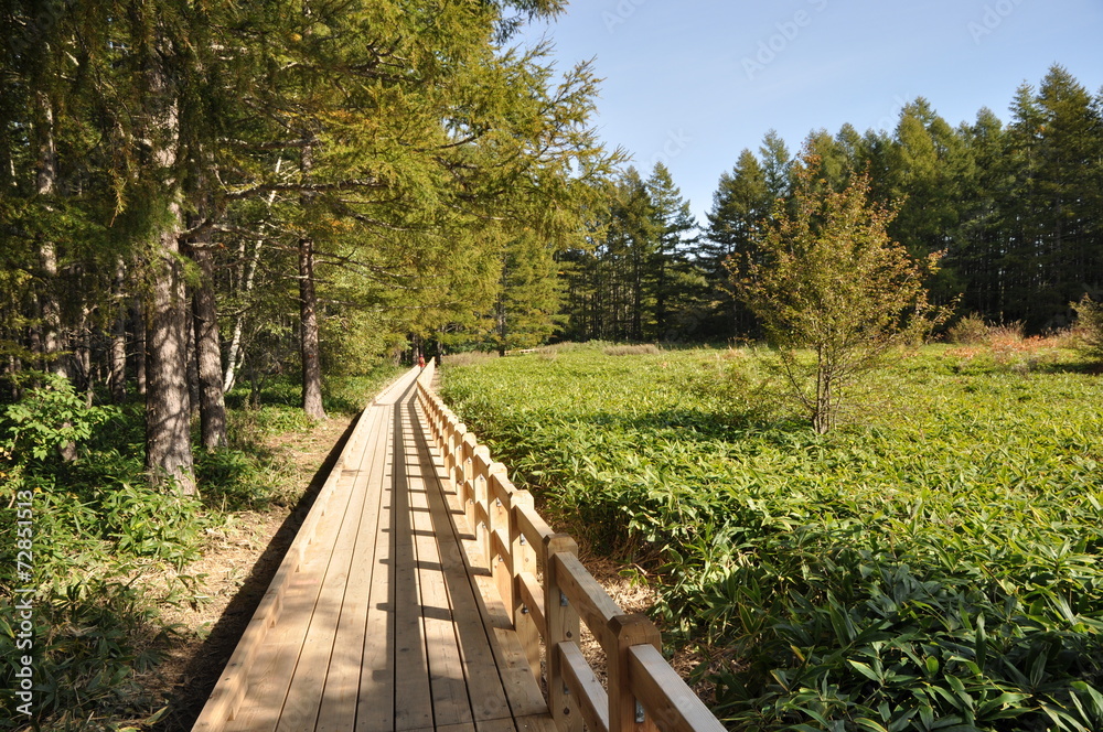 Obraz premium 小田代ヶ原 日光 戦場ヶ原 草紅葉