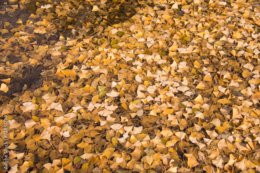 ginkgo leaf in the water ginkgo leaf in the water
