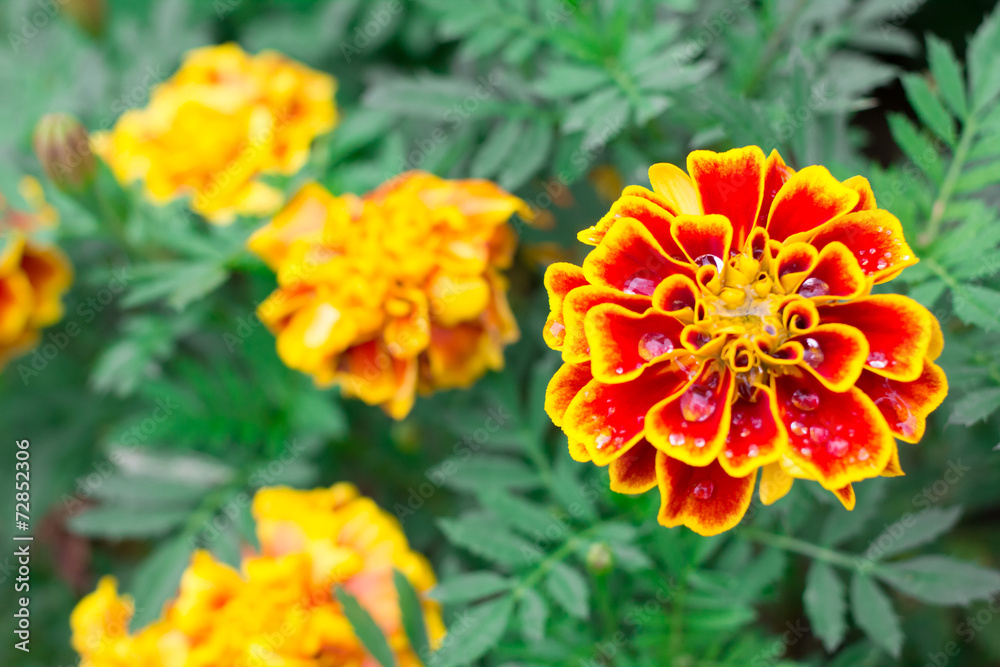 Close up yellow marigold in with nature vivid color. Close up yellow marigold in with nature vivid color.