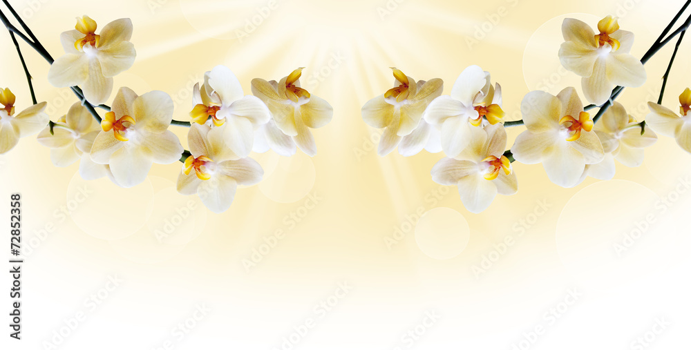 Beautiful white orchid - obrazy, fototapety, plakaty 