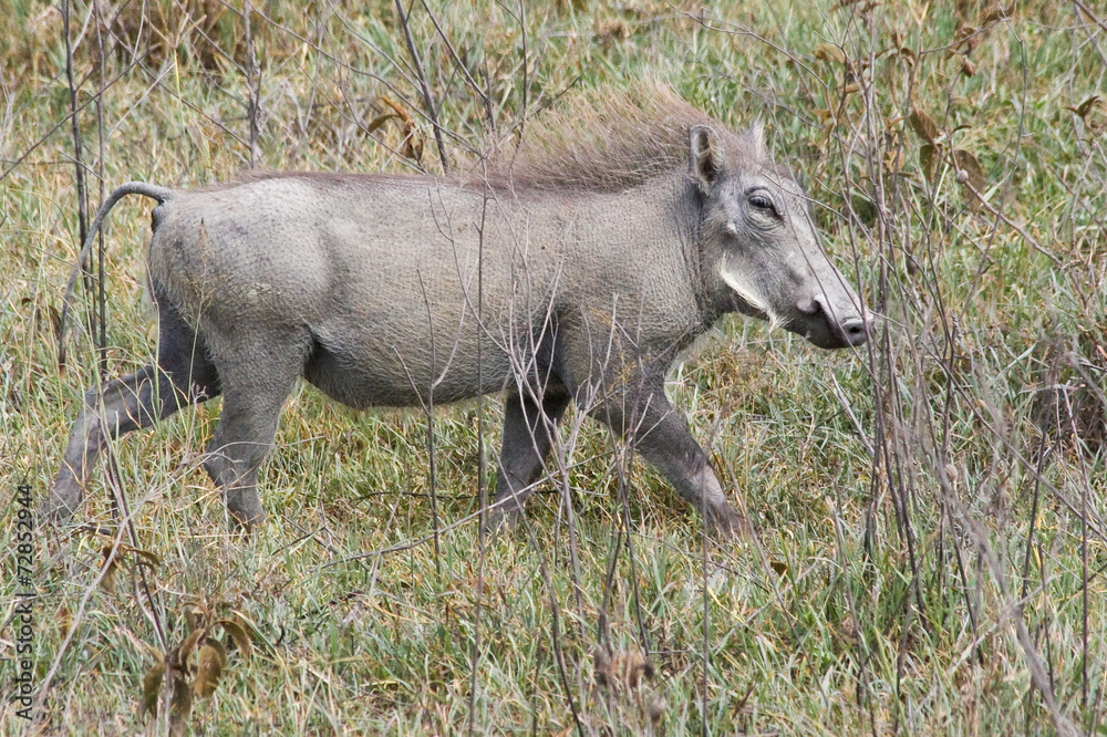 Warthog Trotting in the Grass Warthog Trotting in the Grass