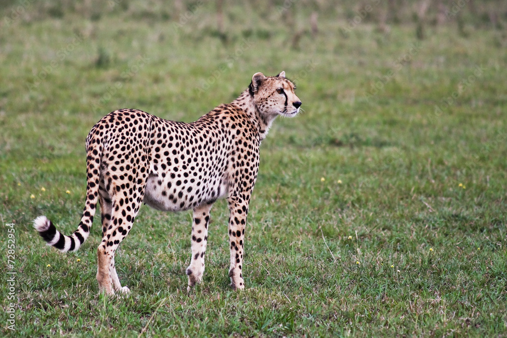 Naklejka premium Alert Cheetah in Grumeti Reserves