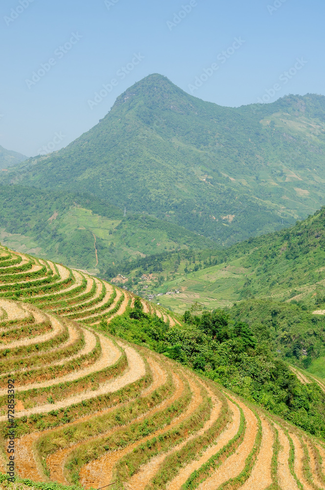 Fototapeta premium Rice terraces in Vietnam