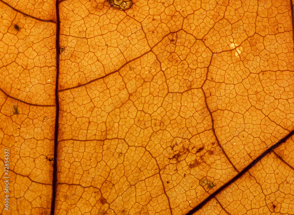 Obraz premium leaf macro pattern of yellow