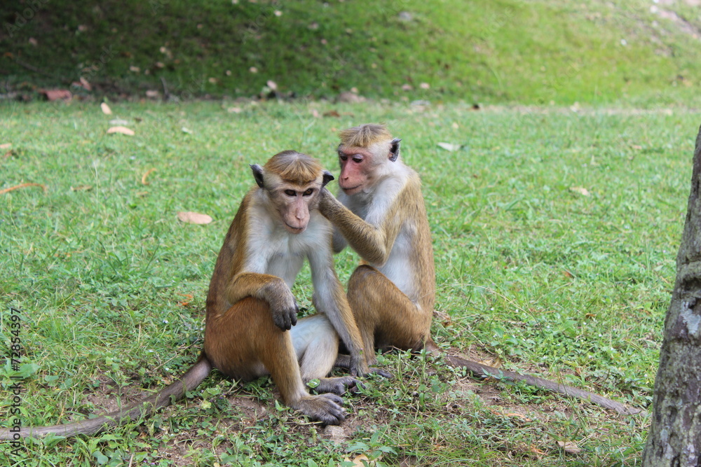 Fototapeta premium Monkey Love
