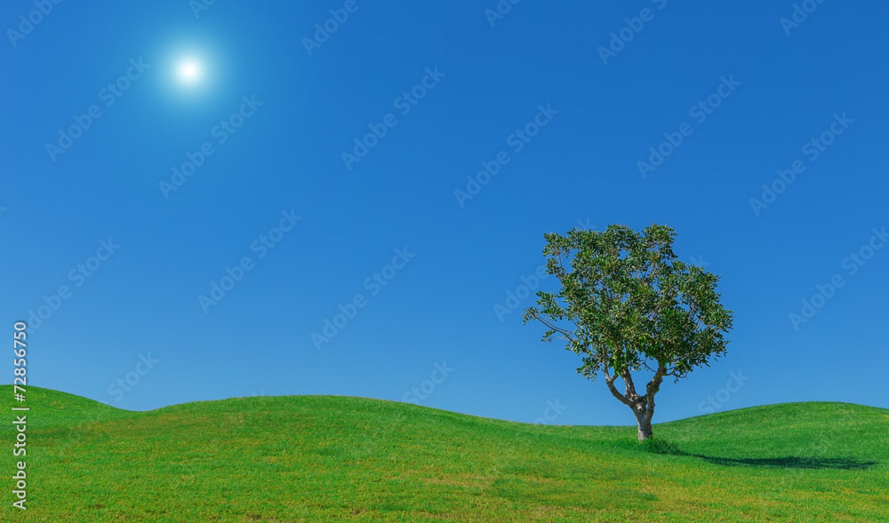 Fototapeta premium Beautiful background of meadows, sun. sky and tree. wallpaper.