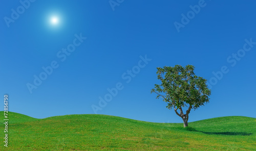 Beautiful background of meadows, sun. sky and tree. wallpaper.