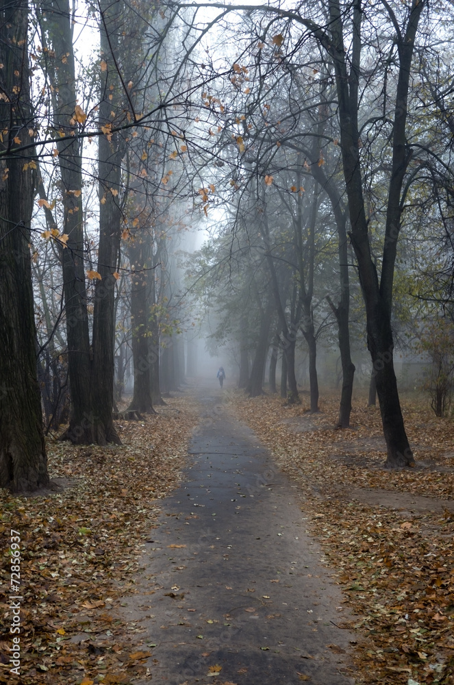 Naklejka premium autumn mist