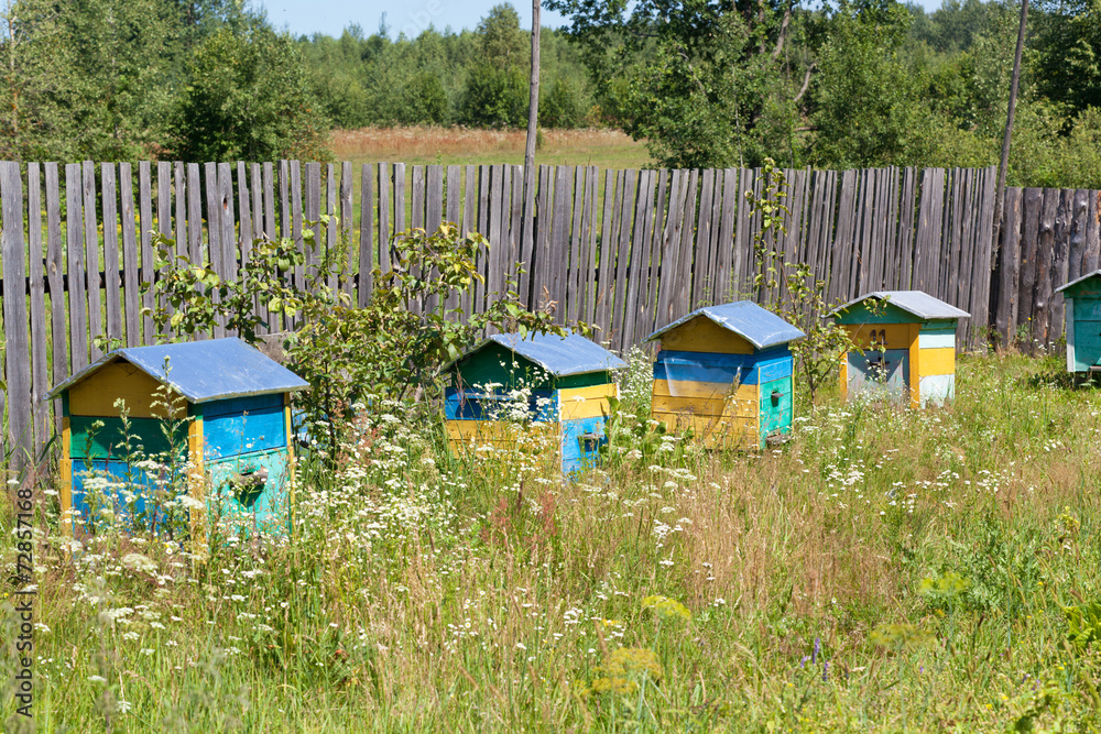 Multi-colored wooden beehives on a rural apiary - obrazy, fototapety, plakaty 