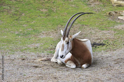 Scimitar horned oryx.