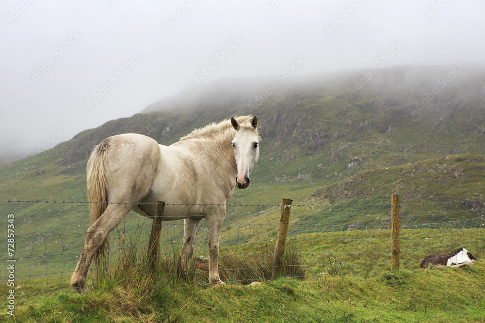Beautiful white horse on background of mountains in clouds.