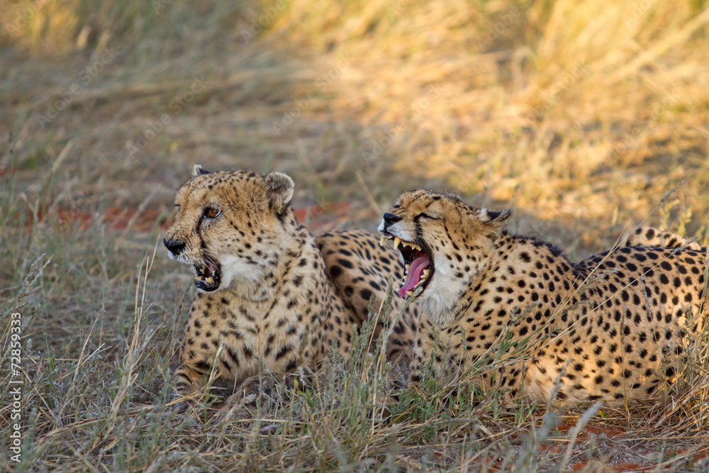 Fototapeta premium Cheetah, Namibia