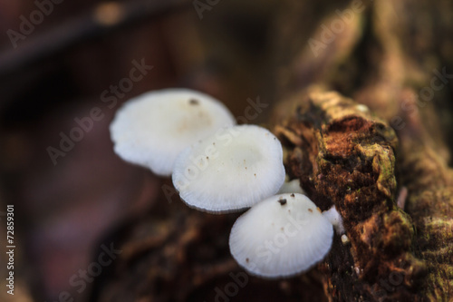mushrooms growing on a live tree