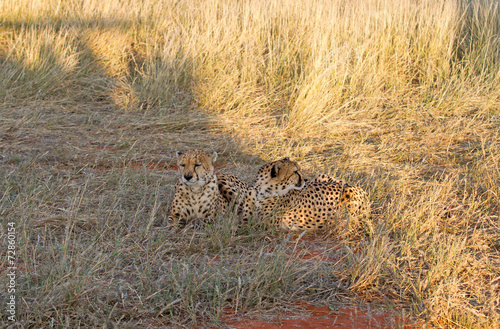 Cheetah, Namibia