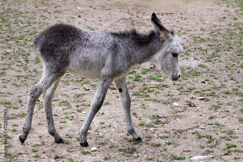 donkey - baby
