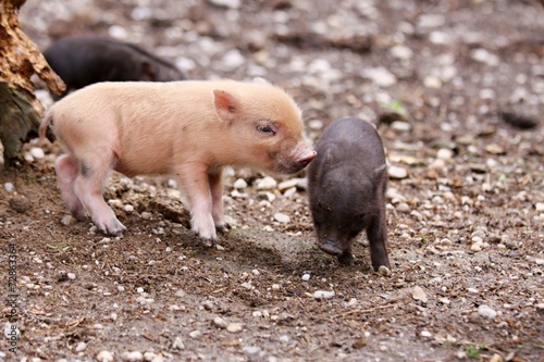 dwarf thai pigs © Gekon