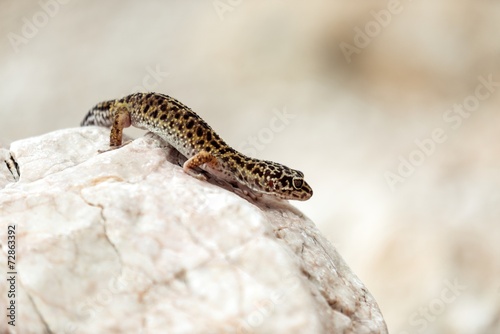 Gecko lizard on rocks