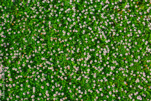 Top view of green grass with small white flowers
