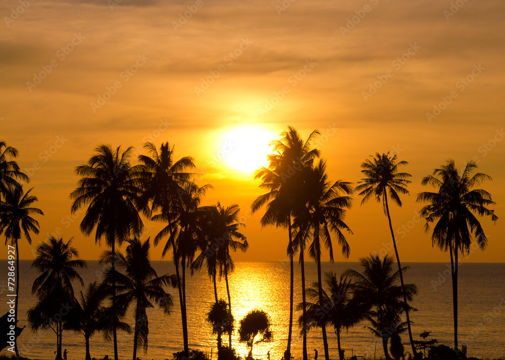 Evening Scene Palm Paradise