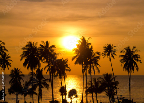 Evening Scene Palm Paradise