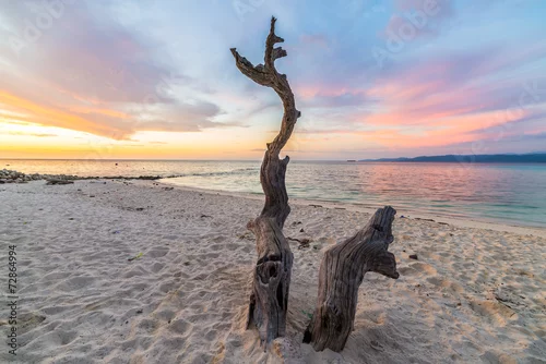 Obraz Galonowy drzewo na plaży przy zmierzchem