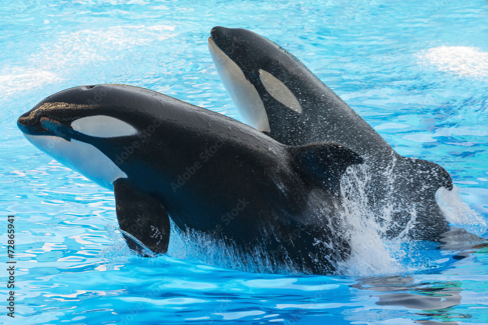 Fototapeta premium Two jumping killer whales. Florida