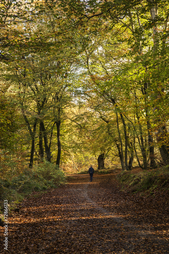 Beautiful vivid golden Autumn Fall forest landscape