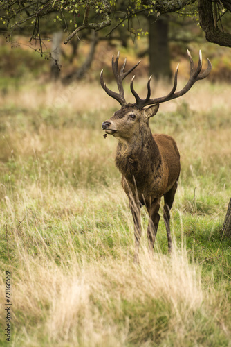 Majestic Stunning red deer stag in Autumn Fall landscape