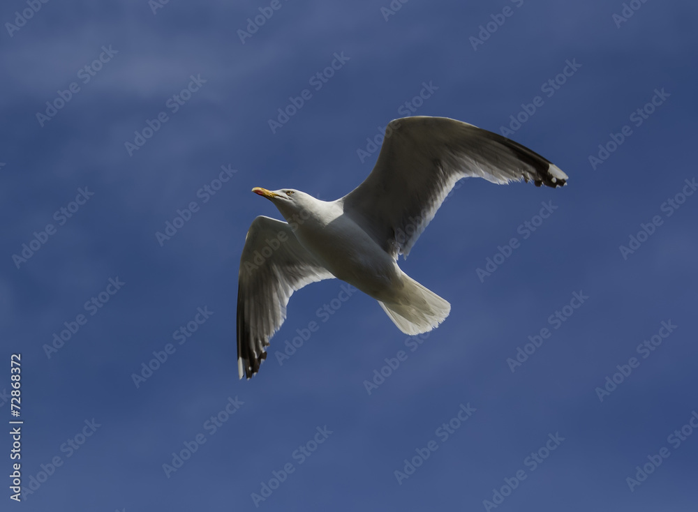 Seagull in flight Seagull in flight