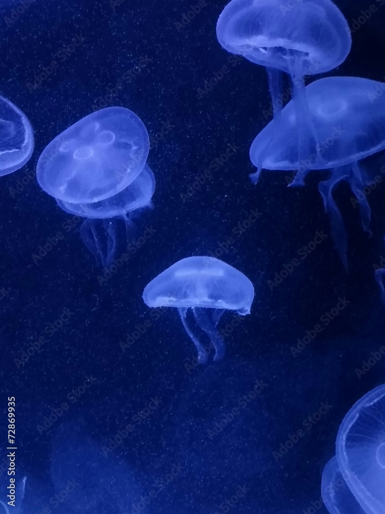 Obraz premium Jellyfish in aquarium