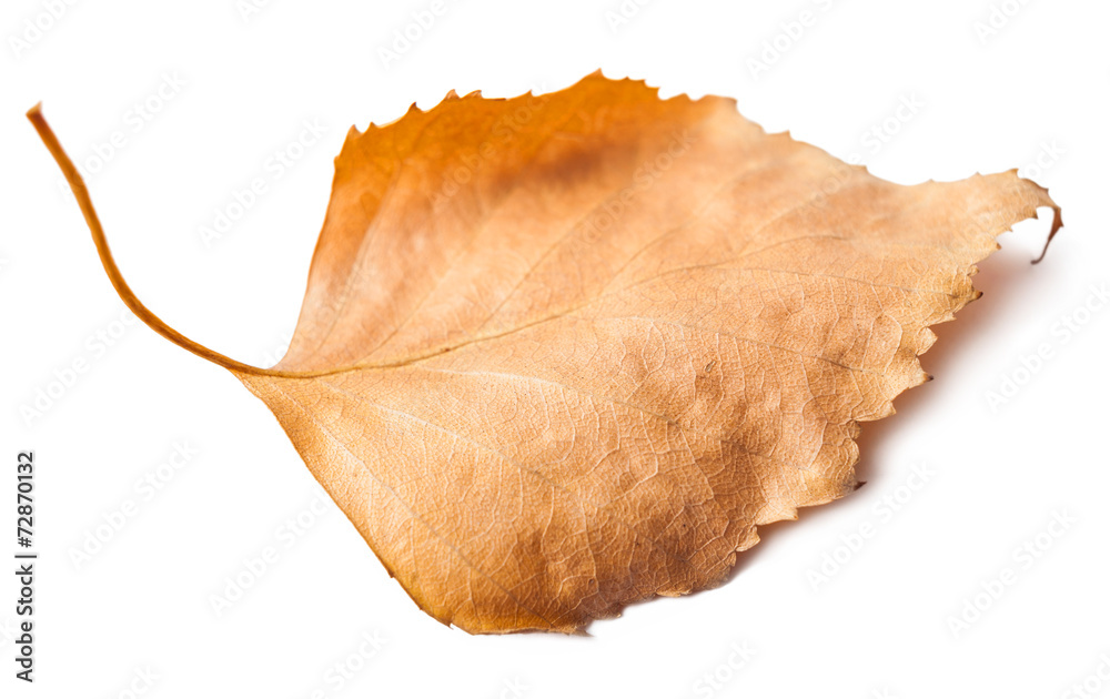 Fototapeta premium dead leaves closeup