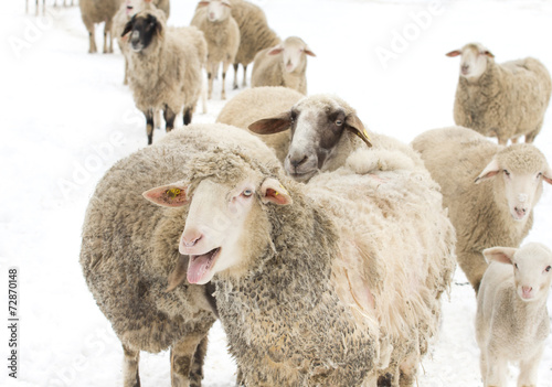 Sheep herd