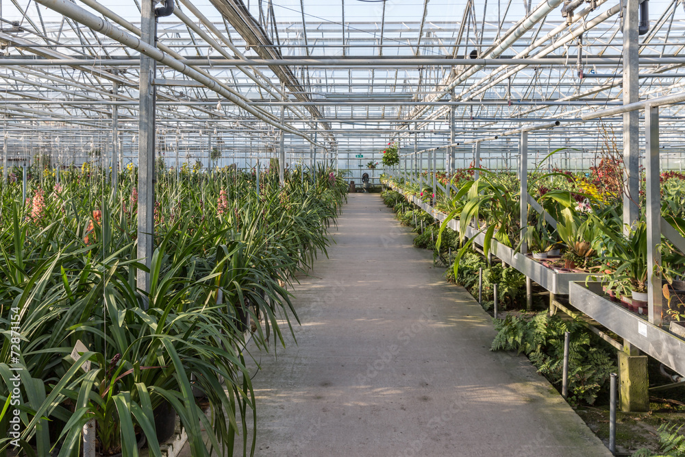 Dutch greenhouse with an orchid nursery