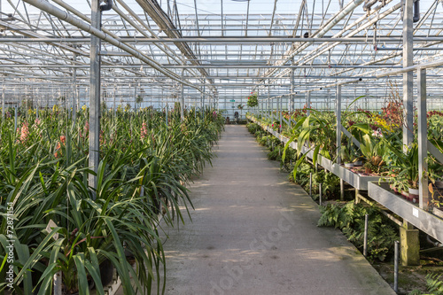 Dutch greenhouse with an orchid nursery