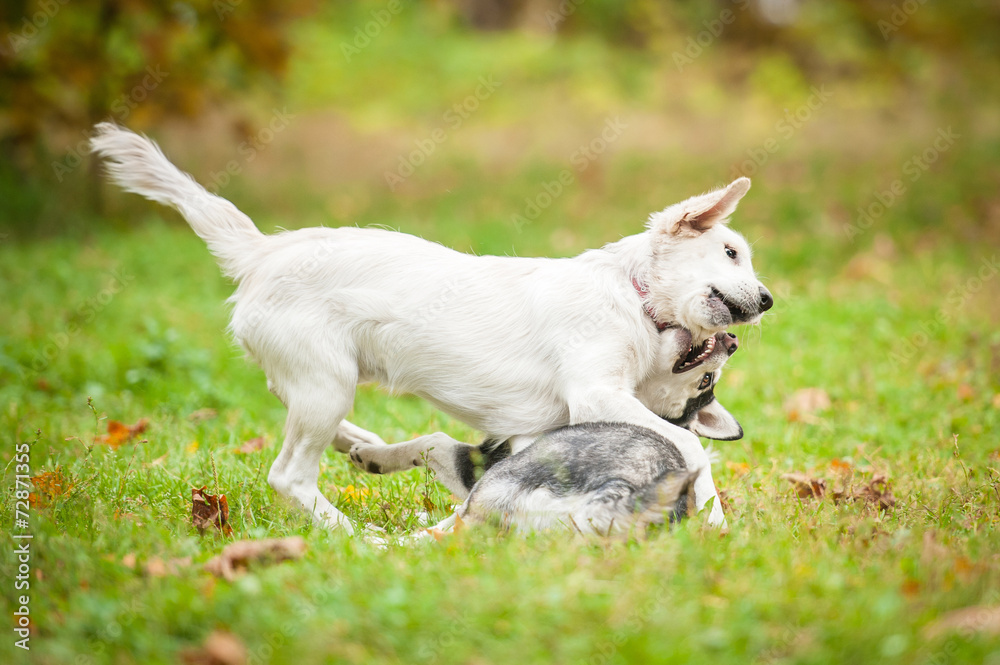 Two puppies playing in autumn