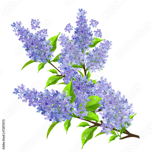 Branch of lilac with leaves isolated