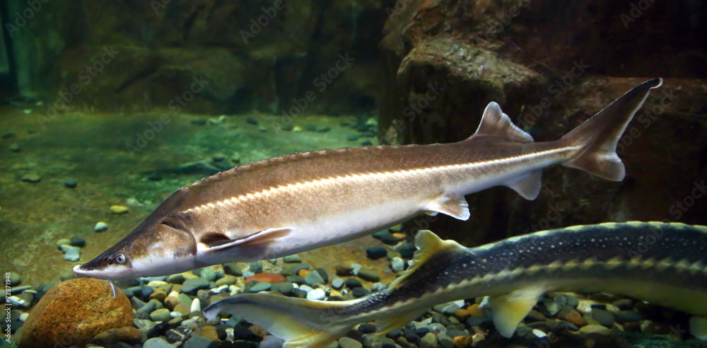 Obraz premium russian sturgeon fish underwater