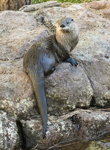 A River Otter Dries Out on a Rock