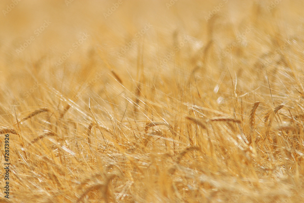 background wheat farming background wheat farming