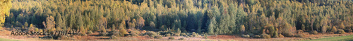 panorama of autumn forest #72874316