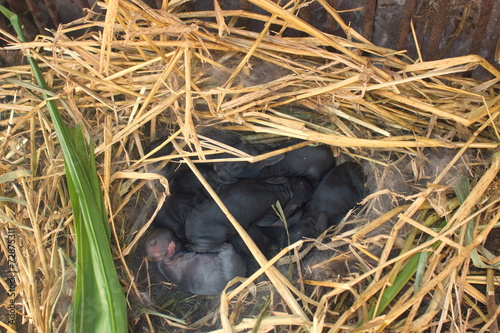 nest with very small rabbits